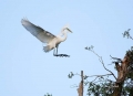 Great-Egret;Egret;Ardea-alba;Flying-bird;action;aloft;behavior;flight;fly;flying